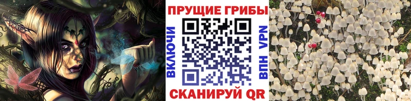 Галлюциногенные грибы Psilocybe наркошоп Аксай